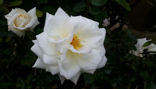 white rose garden nature