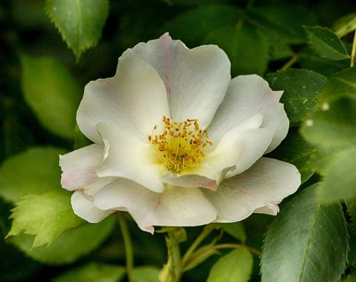 white rose full bloom blossom