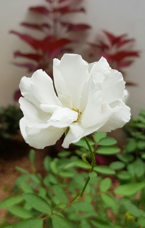 white rose flower white