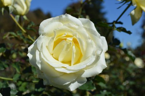 white rose close-up flower