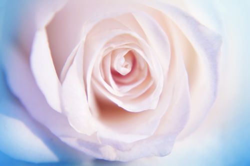 White Rose 2