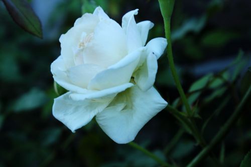 White Rose 2