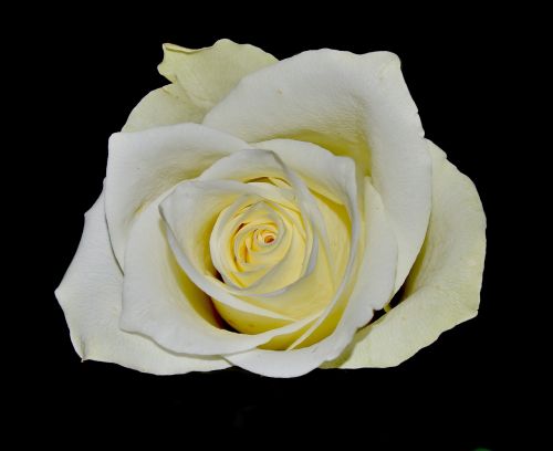 white rose flourished plant
