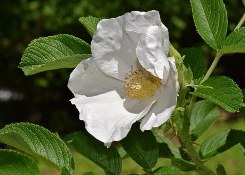 white rose rugosa rose flower