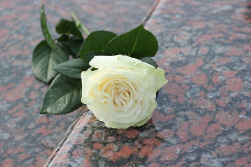 white rose purity red marble
