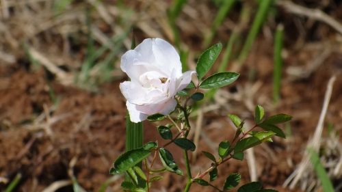 white rose rose flower