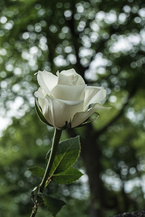 white rose rose bloom