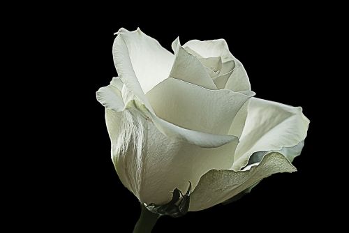 white rose rose white