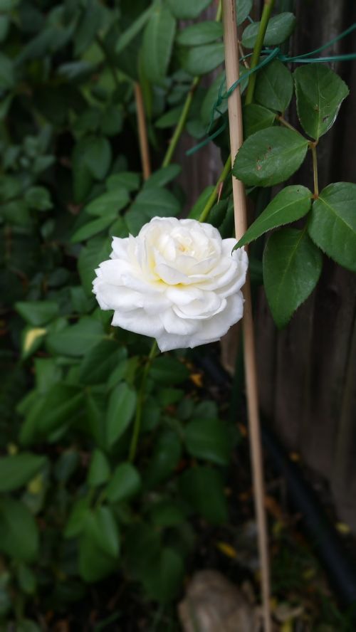 white rose rose-bush plant
