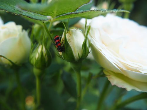 white rose flower garden