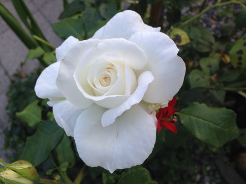 white rose rose rose in garden