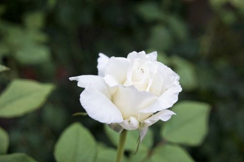 white rose romance flower