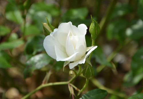 white rose rose bud green foliage