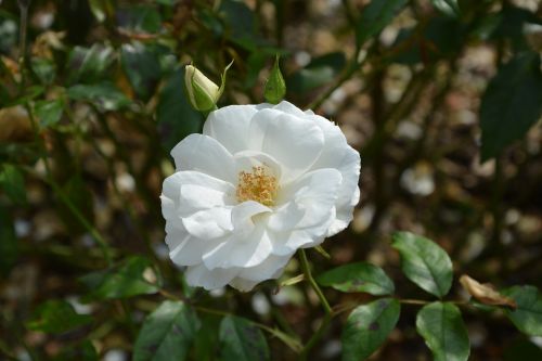white rose rose bud green foliage