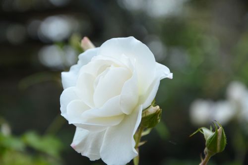 white rose flower offer
