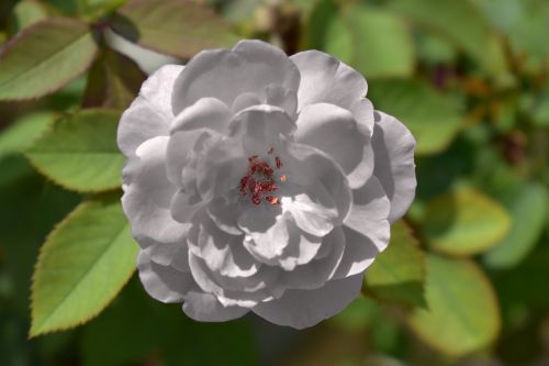 white rose yorkshire emblem innocence