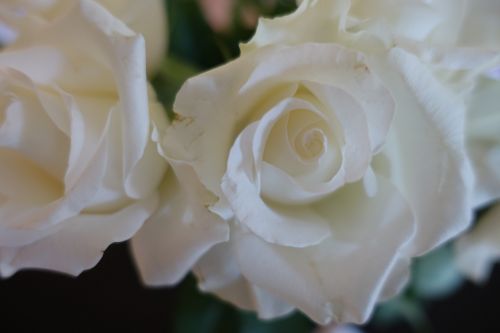 white rose wedding love