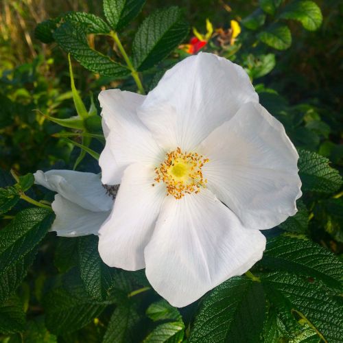 white rose schneewitchen open