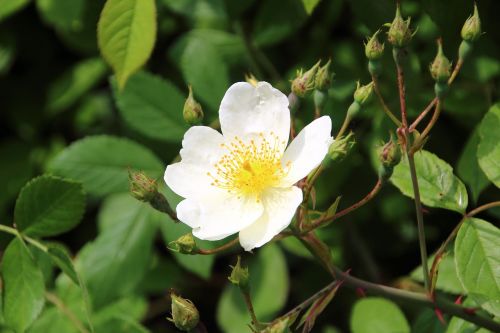 white rose flower white flower