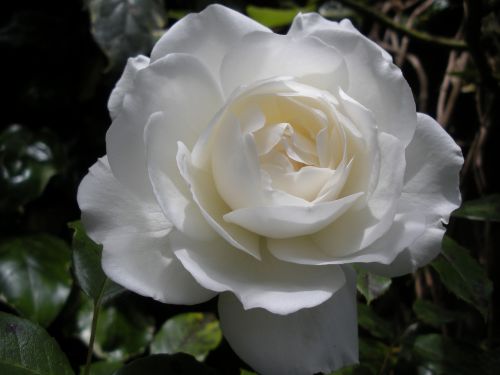 white rose flower garden