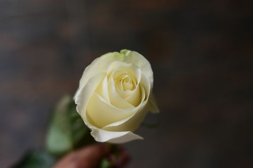 white rose flower nature