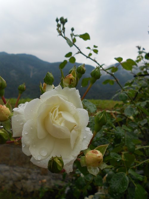 white rose  raindrops  plant