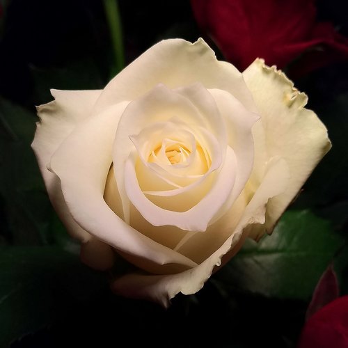 white rose  flower  rosebush