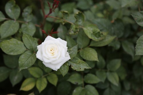 white rose  flower  leaves