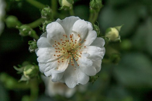 white rose  flower  rose