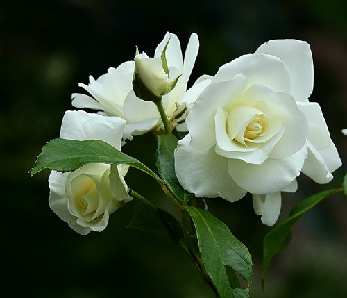 white rose  beauty  spring