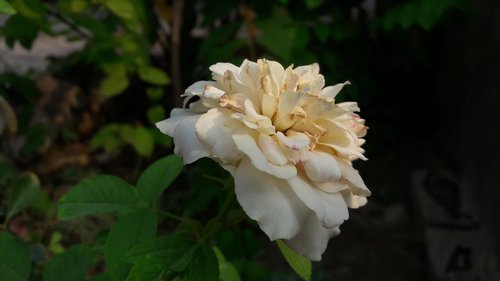 white rose  flower  garden