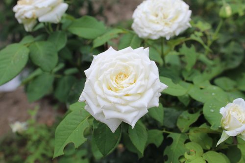 white rose  rose  nature