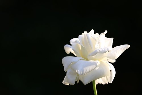 white rose  bloom  flower