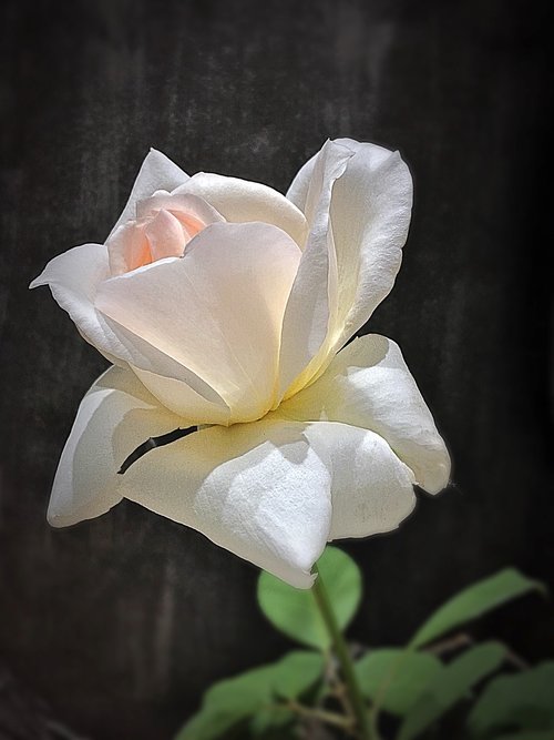 white rose  pimpollo  petals