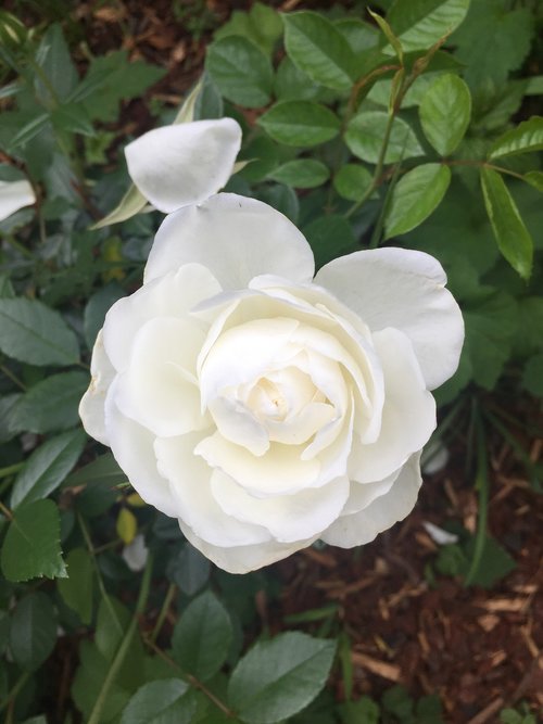 white rose  rose  white