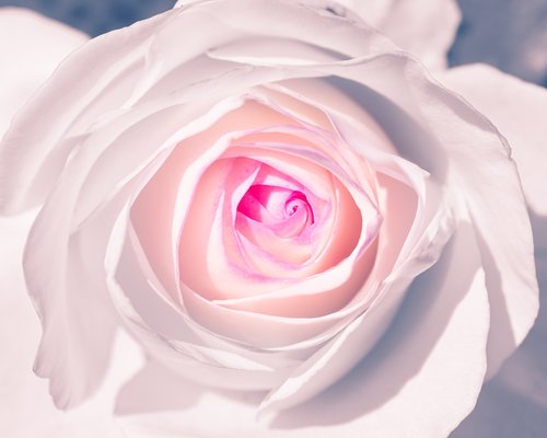 white rose  flower  bloom