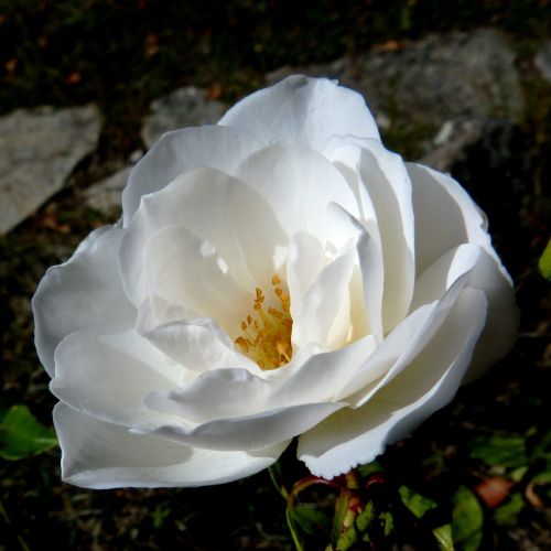 white rose flowers macro