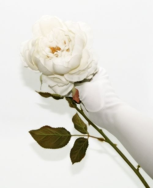 white rose glove white