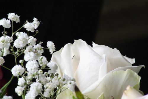 white rose tenderness contrast
