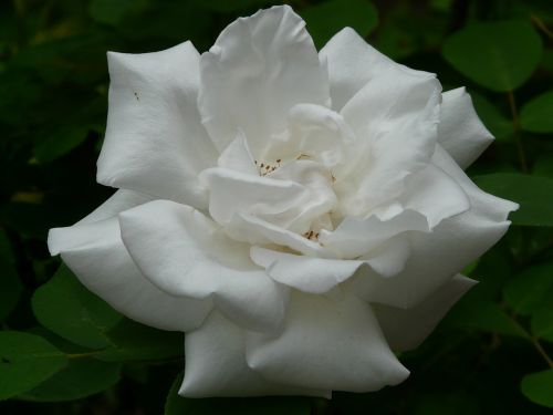 white rose rose rose bloom