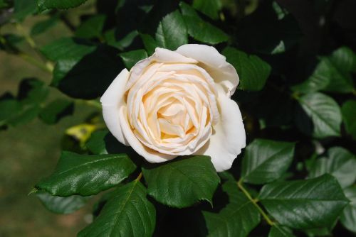 white rose blossom bloom