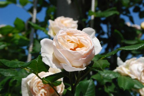 white rose blossom bloom