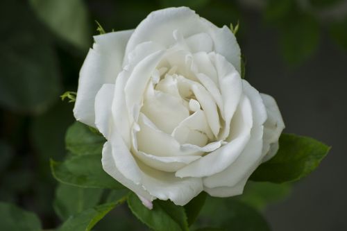 white rose rose blooms romantic