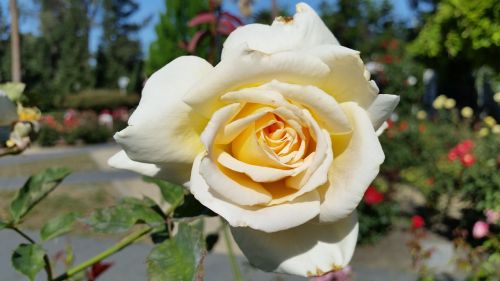 white rose rose flower