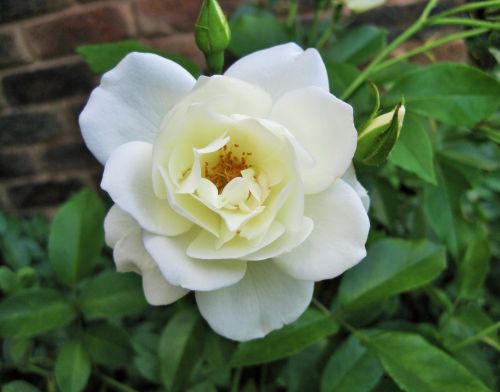 White Rose Bloom