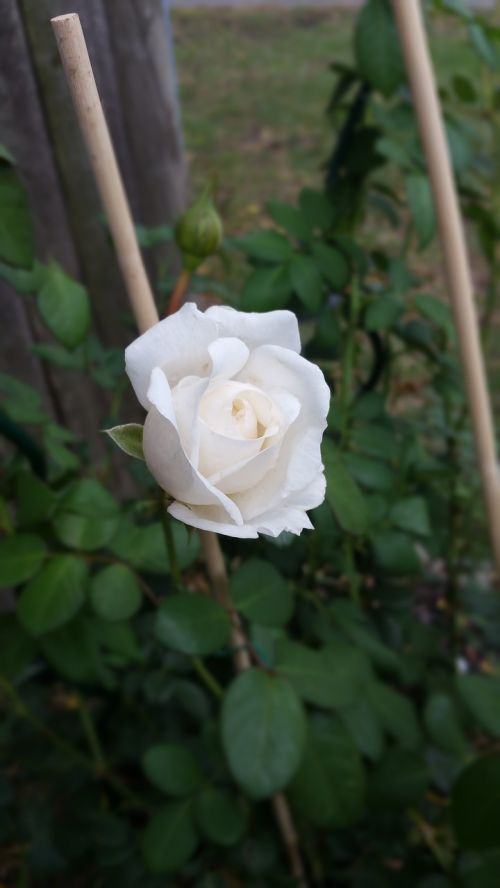 white rose bud rose-bush flower