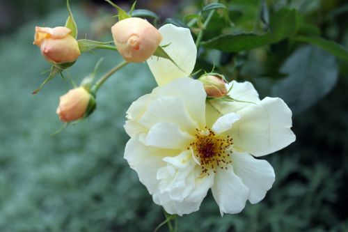 White Rose Flower