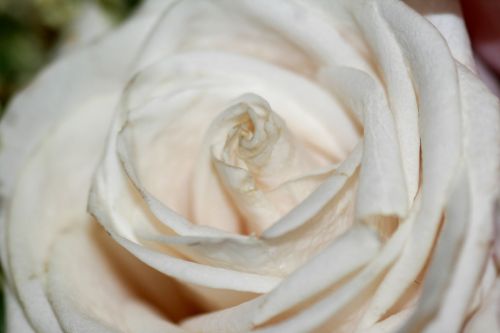 White Rose Macro