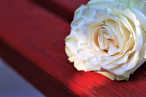 white rose on red bench  flower  decoration