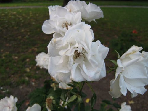 White Rose